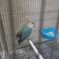 کوتوله دستی|پرنده|مشهد, شهید آوینی|دیوار