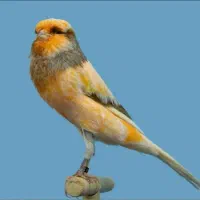 قناری|پرنده|ایذه, |دیوار