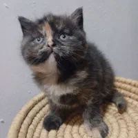 واگذاری|گربه|برازجان, |دیوار