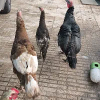 بوقلمون نر|حیوانات مزرعه|کرمان, |دیوار