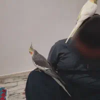 عروس هلندی نر وماده سالم