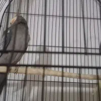 عروس هلندی بالغ