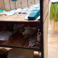 میز پیشخوان و ویترین مغازه یه کار شیک برای بوتیک|فروشگاه و مغازه|بابل, |دیوار