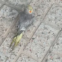 عروس هلندی