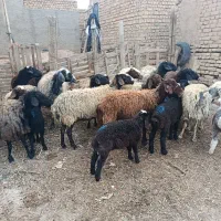 12راس میش و بره