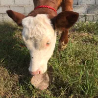 گاو تلیسه سمینتال اصیل