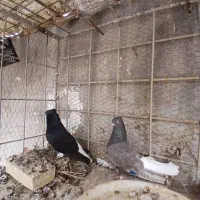 دم سفید|پرنده|اهواز, منبع اب|دیوار