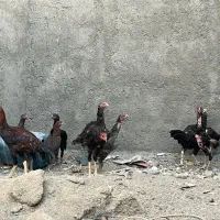جوجع و خروس و مرغ لاری تخم گذار|حیوانات مزرعه|اصفهان, شهرک ولیعصر|دیوار