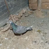 یک جفت کفتر سرور|پرنده|گلبهار, بیزکی|دیوار