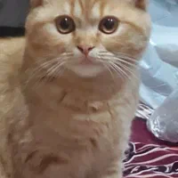 بچه گربه اسکاتیش دبل فولد تبی اصیل ومهربون|گربه|بیرجند, |دیوار