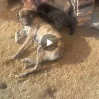 سلام این سگ ماده اطراف روستای فش گم شده