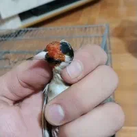 سهره نشون دار|پرنده|تهران, خلیج فارس|دیوار