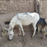 الاغ ماده فروشی