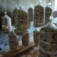 فروش قارچ صدفی