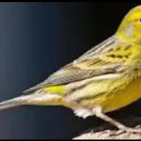 قناری ماده اسینم