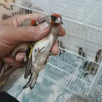 سهره کرمونی نر ماده و سینه سرخ|پرنده|مشهد, شهرک بهارستان|دیوار