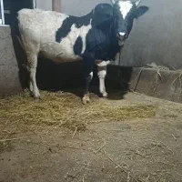 ورزا محلی دو وقت|حیوانات مزرعه|رشت, پل تالشان|دیوار