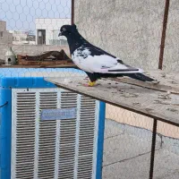 پرنده|پرنده|قزوین, |دیوار