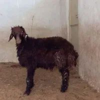 میش هترو وبره همو هترو چند قلو زا