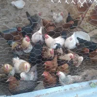 مرغ محلی تبریز