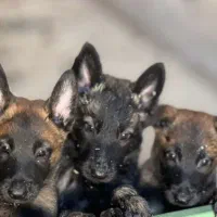 توله سگ مالینویز