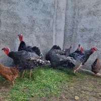 بوقلمون محلی|حیوانات مزرعه|کرج, اخگرآباد|دیوار