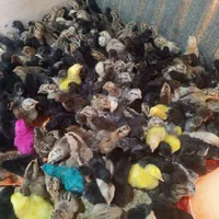 جوجه مرغ محلی اصل کرچ شو به تضمین|حیوانات مزرعه|رفسنجان, |دیوار