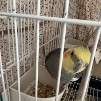 عروس هلندی بالغ|پرنده|ساری, |دیوار