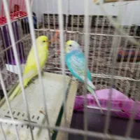 مرغ عشق جفت نرو ماده|پرنده|کرمانشاه, |دیوار