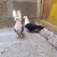 کبوتر یا کفتر مشهدی.گمشده یا پیدا شده