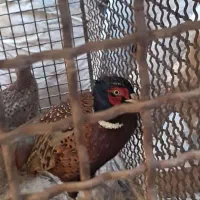 خروس|حیوانات مزرعه|آذرشهر, |دیوار