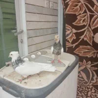 کبوتر|پرنده|شهرضا, |دیوار