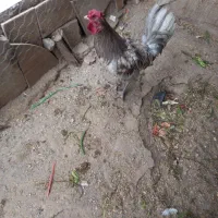 مرغ وخروس گلین|حیوانات مزرعه|مشگین شهر, |دیوار