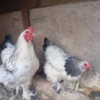 یک جفت مرغ و خروس برهما جوان
