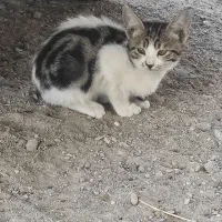 واگذاری بچه گربه خانکی