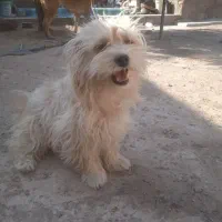 سگ گمشده نجف شهرمسکن مهرناصرخسروغربی|حیوانات|سیرجان, |دیوار