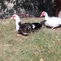 دوماده اردک اسرایلی درشت سه سال به بالا