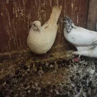 کبوتر فروشی