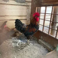 خروس|حیوانات مزرعه|قم, چهل درخت‎|دیوار