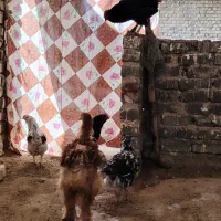 مرغ و خروس مرندی،گلین و برهما