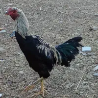 خروس لاری صابونی|حیوانات مزرعه|خرمدره, |دیوار