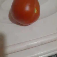 پخش گوجه ربی
