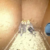 عروس هلندی|پرنده|مشهد, عامل|دیوار