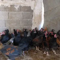 جوجه خروس محلی