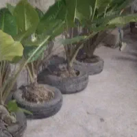 گل بابا آدم