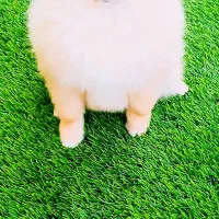 پامرانین عروسکی