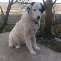 سگ سرابی