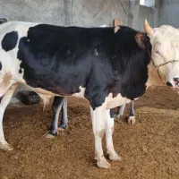 گوساله نر|حیوانات مزرعه|جم, |دیوار