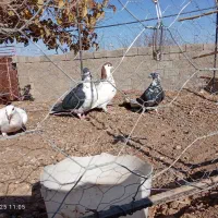 چهارتا کفتر  پرشی  فروشی جفت 700|پرنده|جغتای, |دیوار