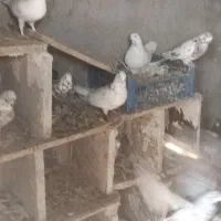 کبوتر فرروشی بصورت یکجا میفروشم|پرنده|پیر بکران, |دیوار